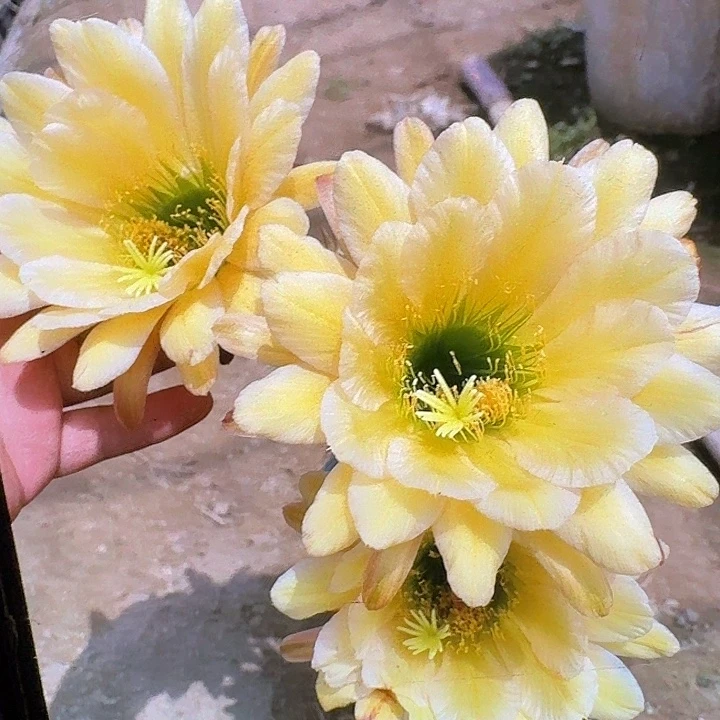 绿眼睛带根高12公分毛花柱