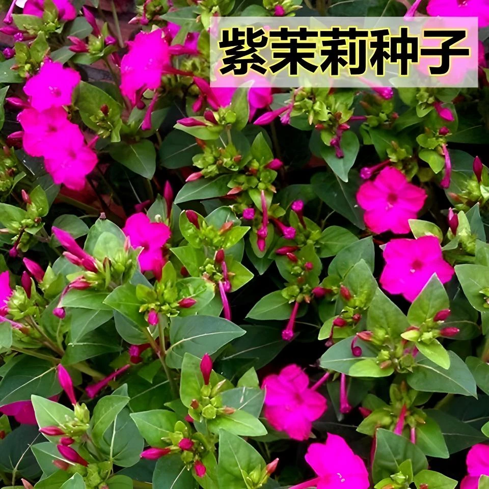 【紫茉莉种子】地雷花紫色花草宿根花卉多年生景观花海