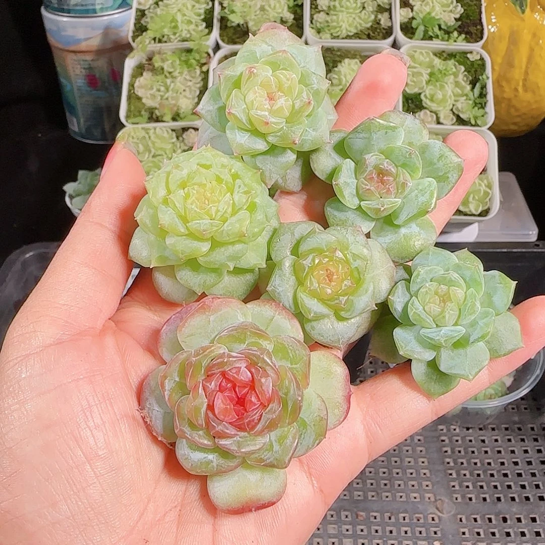 0913---121糖心珍妮