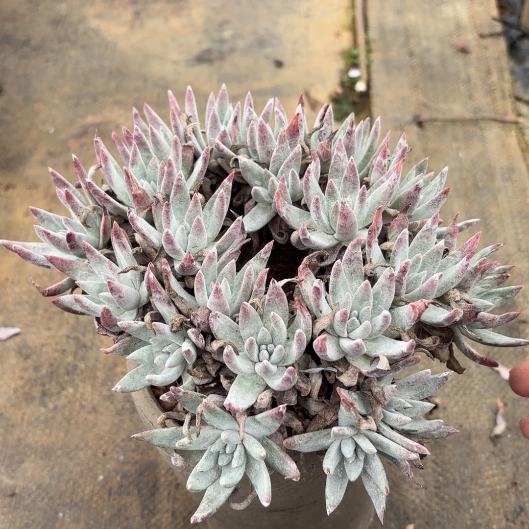 H***。健健康康快快乐乐