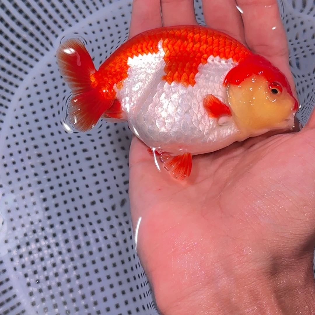 M***e金鱼精品兰寿拍卖花寿