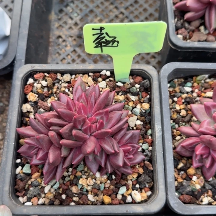 迷雾泡泡群生五十包邮