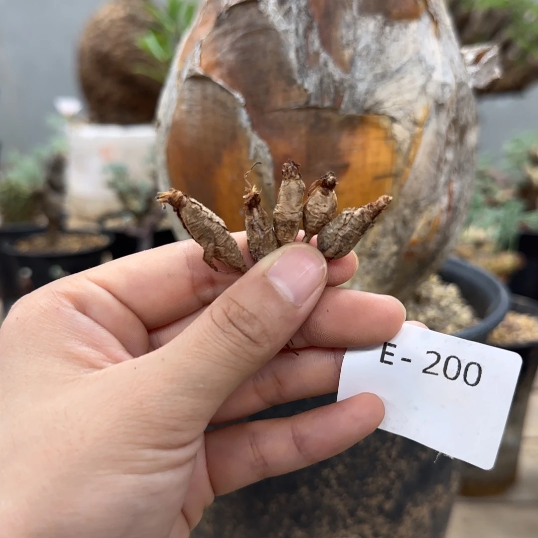 200五颗100元肾叶洋葵