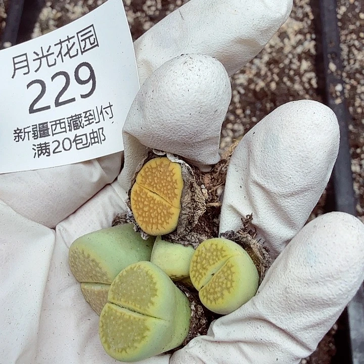 刘***a单穿不够看我真的想笑的229