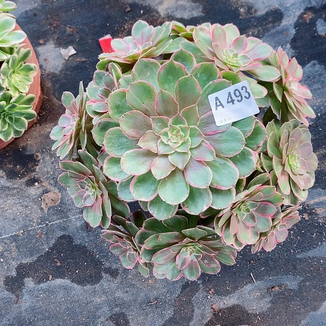 莲花座493多肉11111