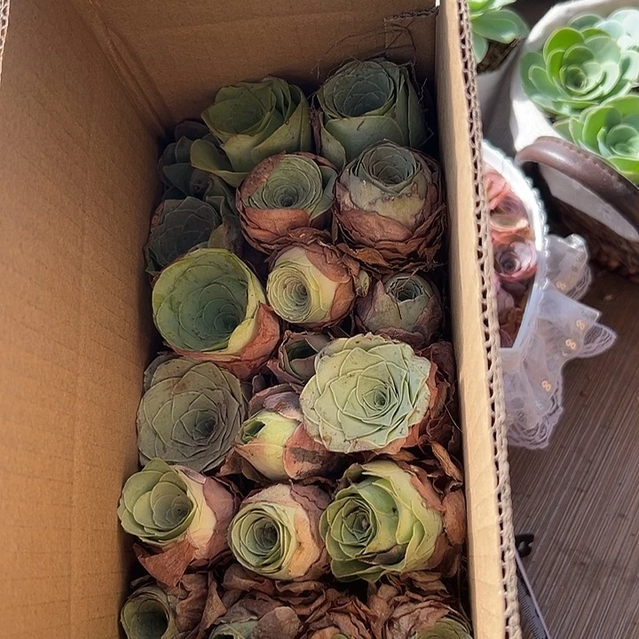 苗苗69山地玫瑰多肉植物