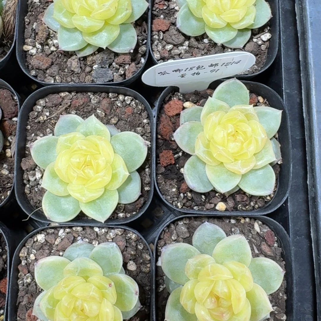 1214-091-3003一颗量拍