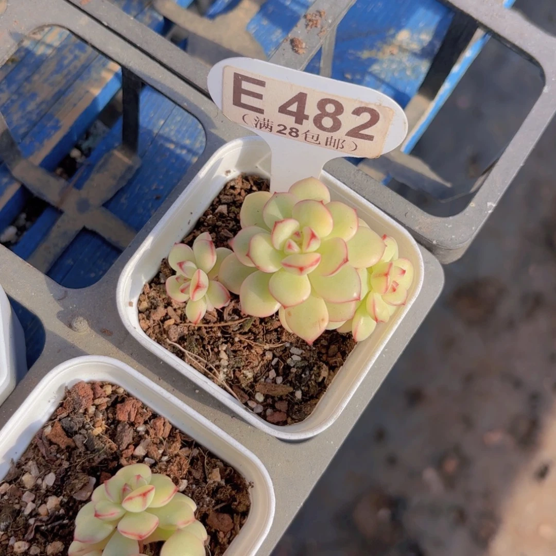 E482探戈锦一物一拍
