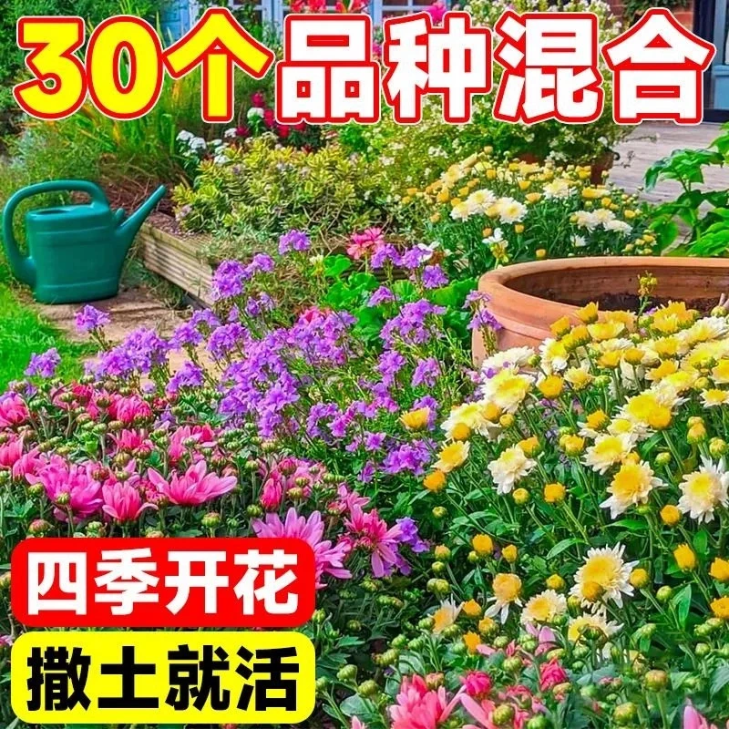 野花组合花海种子四季开花太阳花百日草满天星波斯菊花卉种子植物