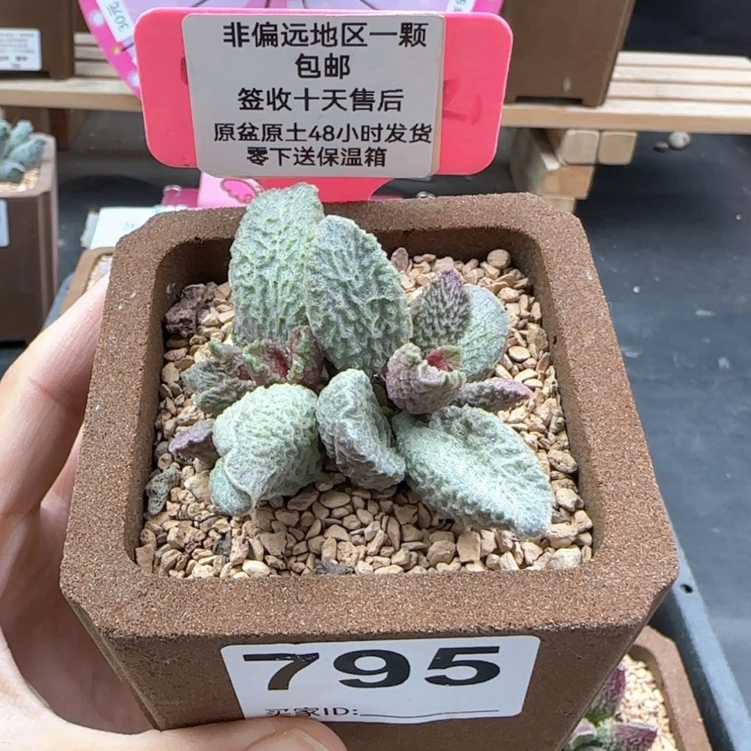 亦*795大鱼海棠补差