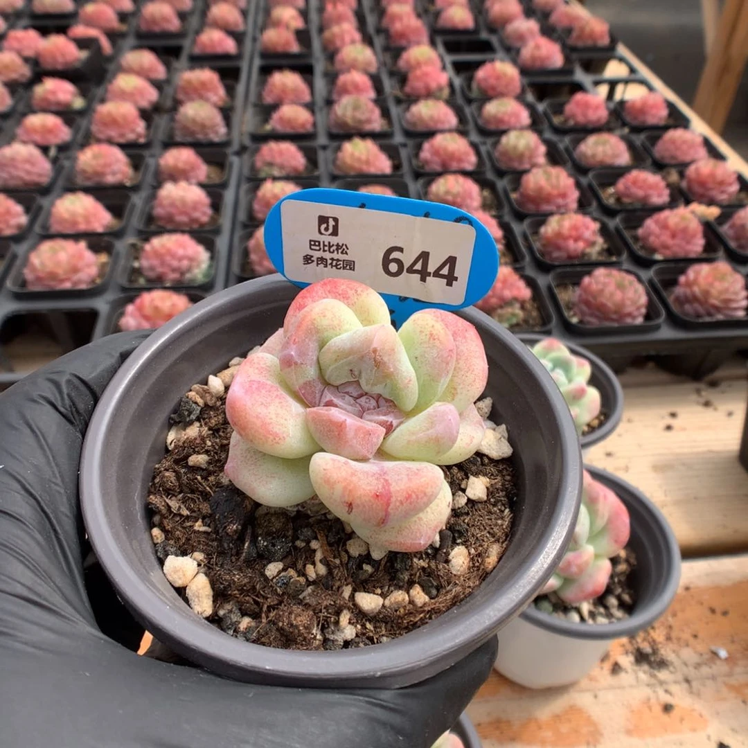 哈****?644 冰玉石化多肉