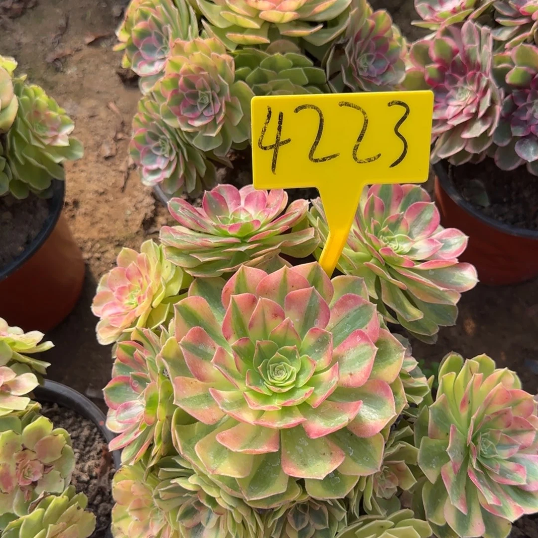 4223+--雨荷多头多肉