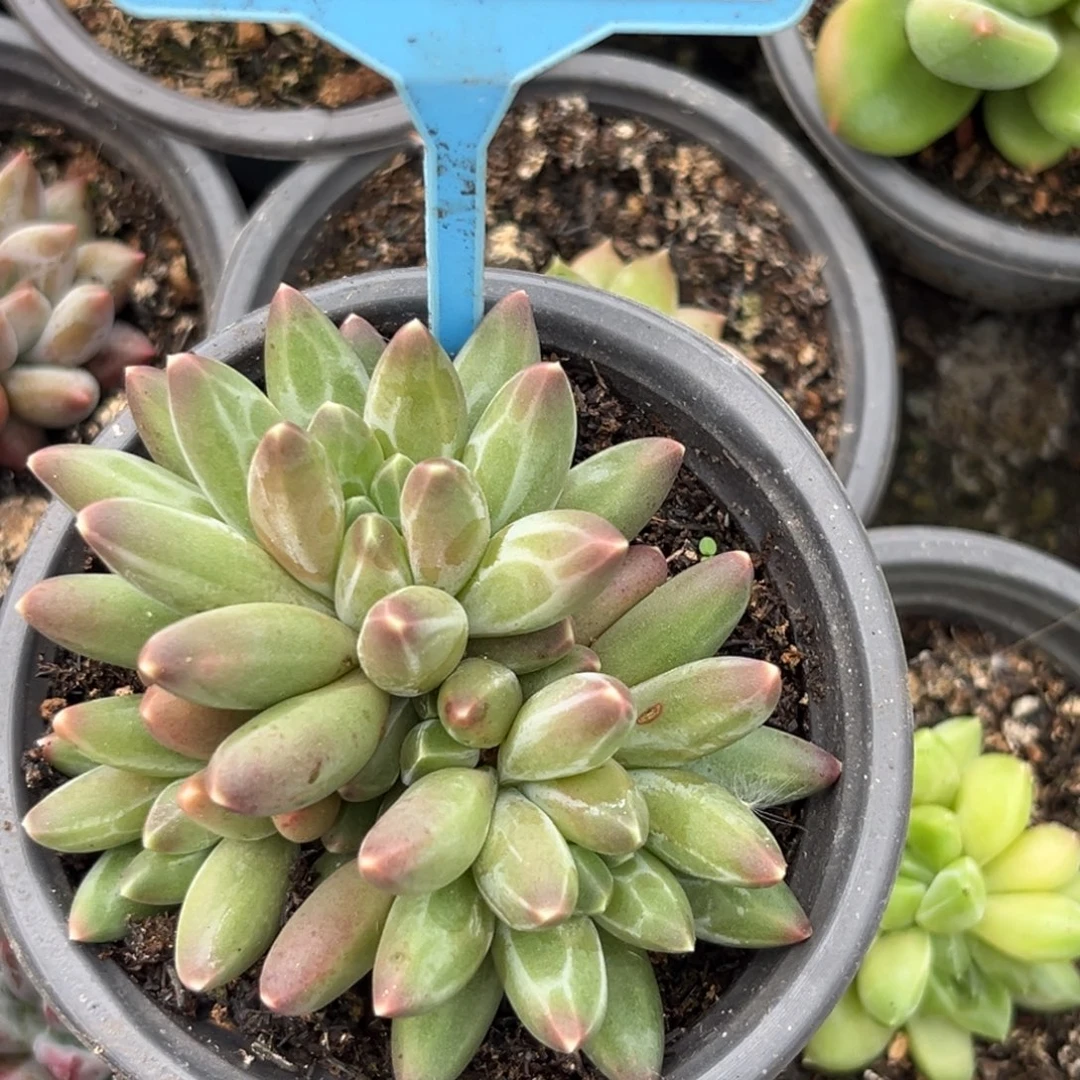 伊卡鲁斯一物一拍539