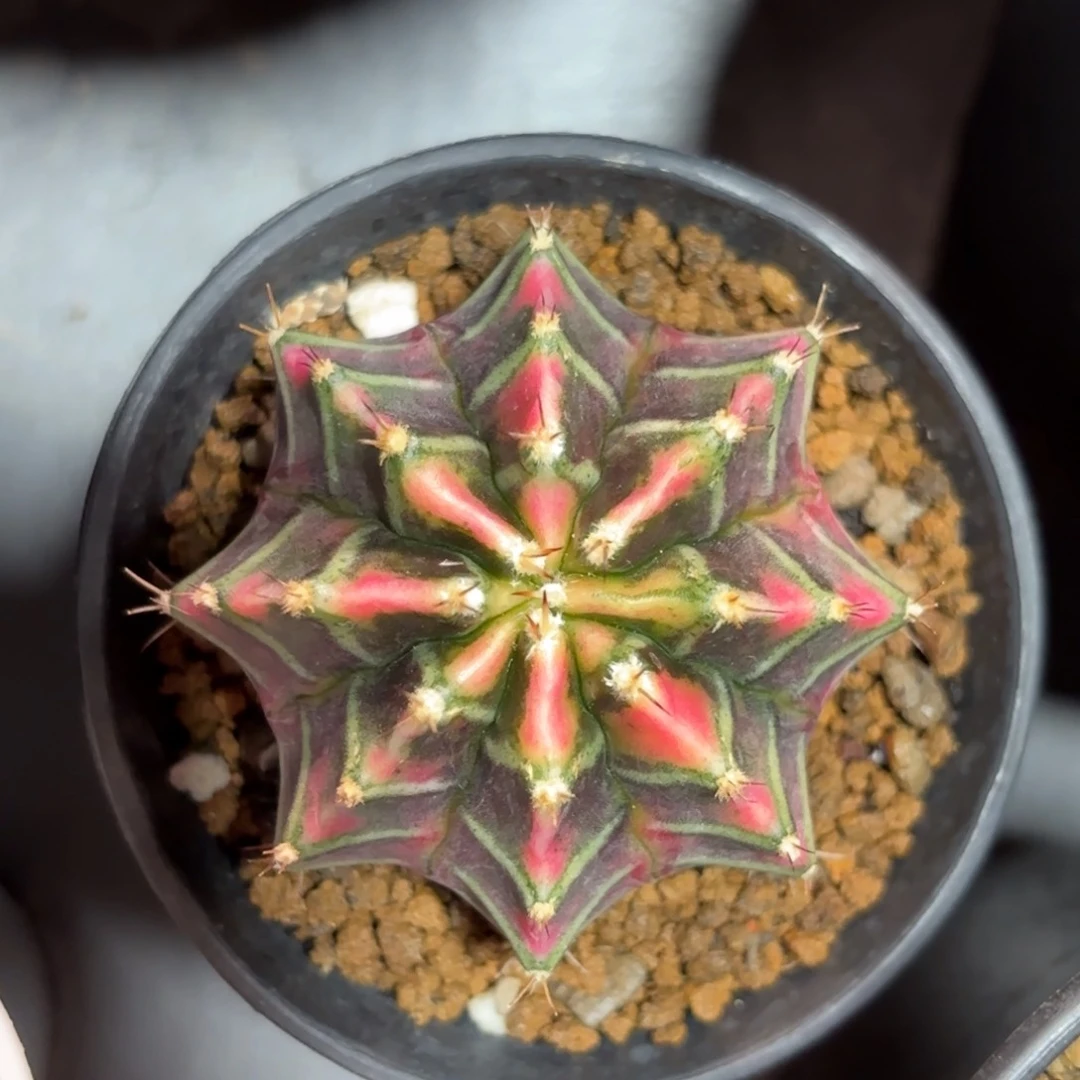 泰系米哈实生仙人球400