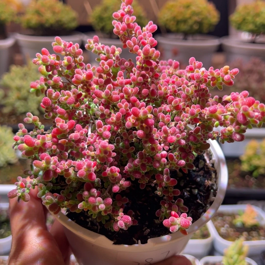 287蜜橘一物一拍包开箱