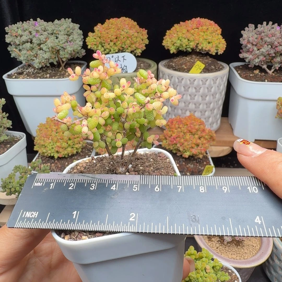 M****）c18号假飞机猪点赞福利