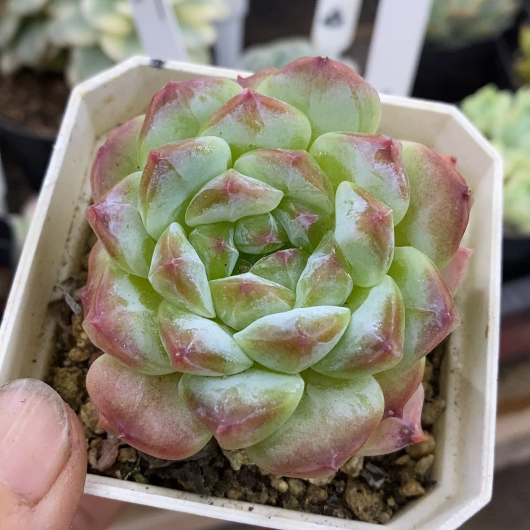 精品多肉一物一拍不包整15