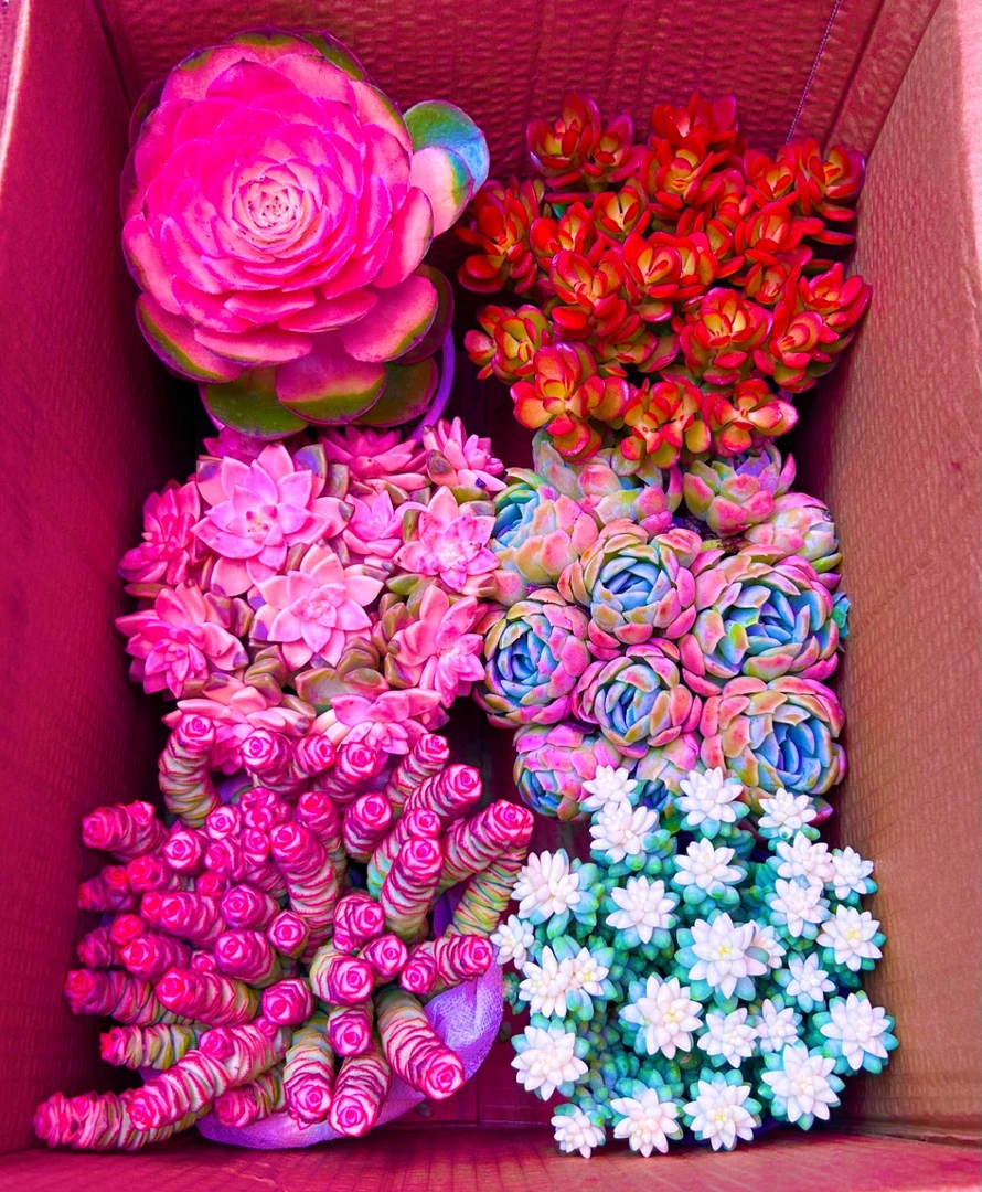 Y云南多肉植物基地清棚全部挑好看的带盆带土发货新手好养！