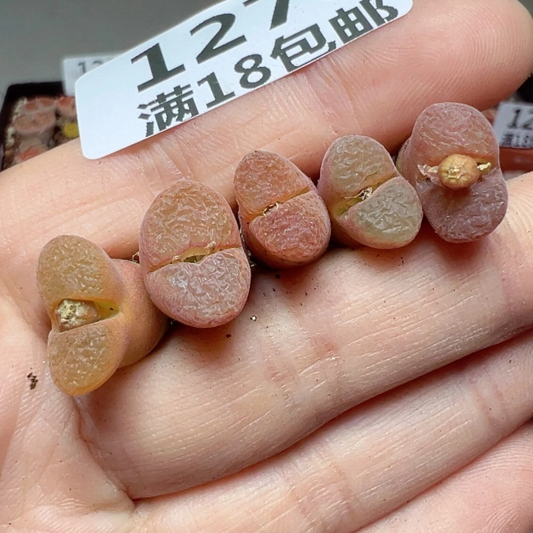 【闪购商品】1278……