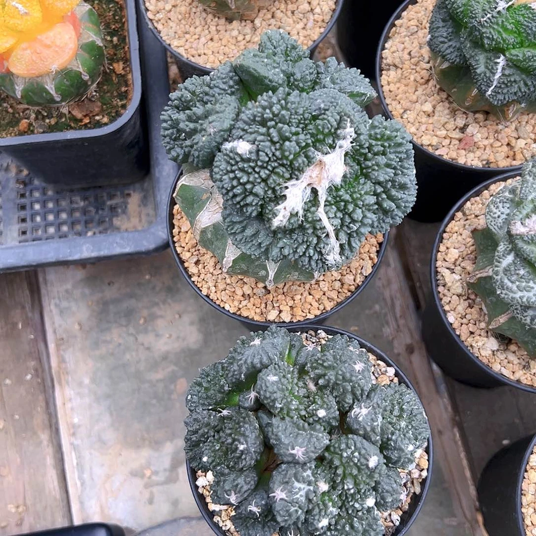 张***橙苗接哥斯拉，尺寸，6公分