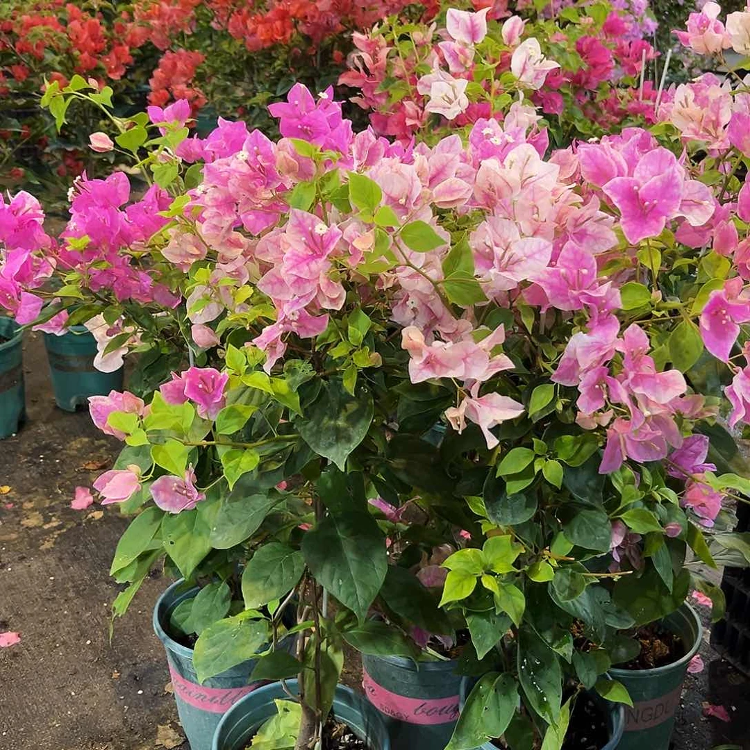 当前无花栽培后可以开花章红英带竹一颗