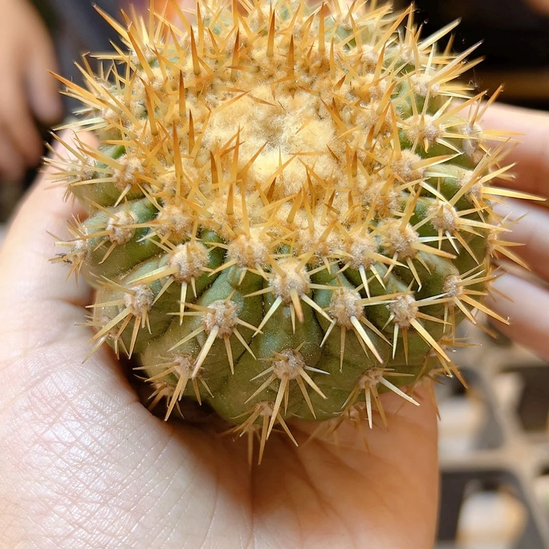 金刺孤龙含刺8公分无根