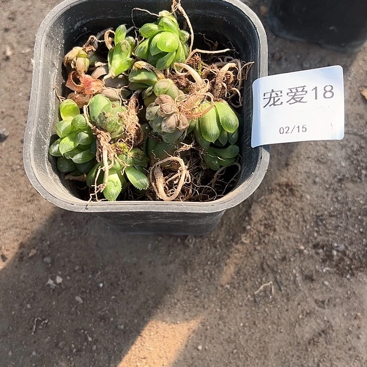 直播福利瑕疵不售后18