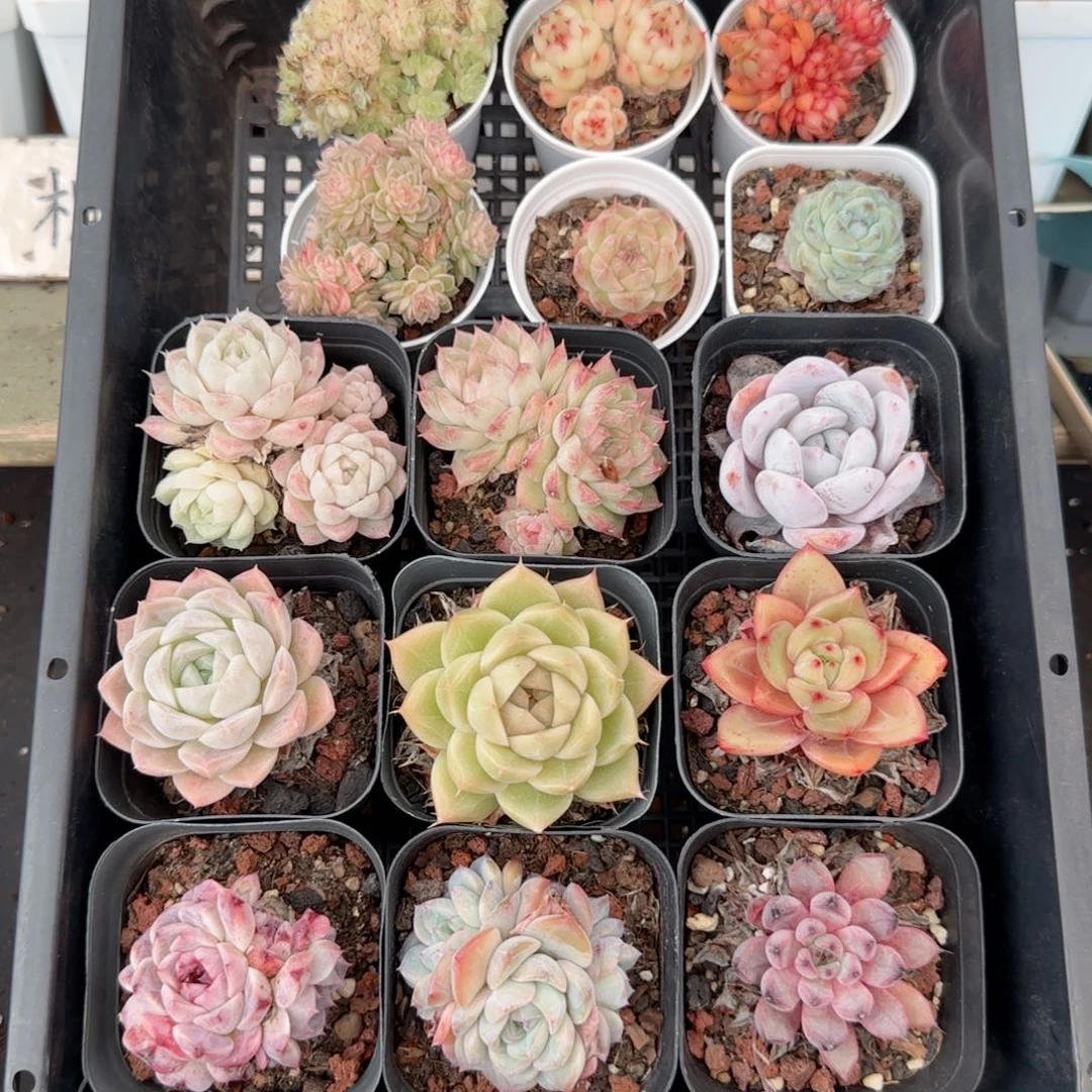 框拍框拍0121-123