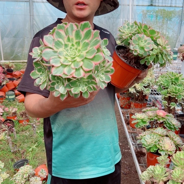 玉芙蓉160多肉法师