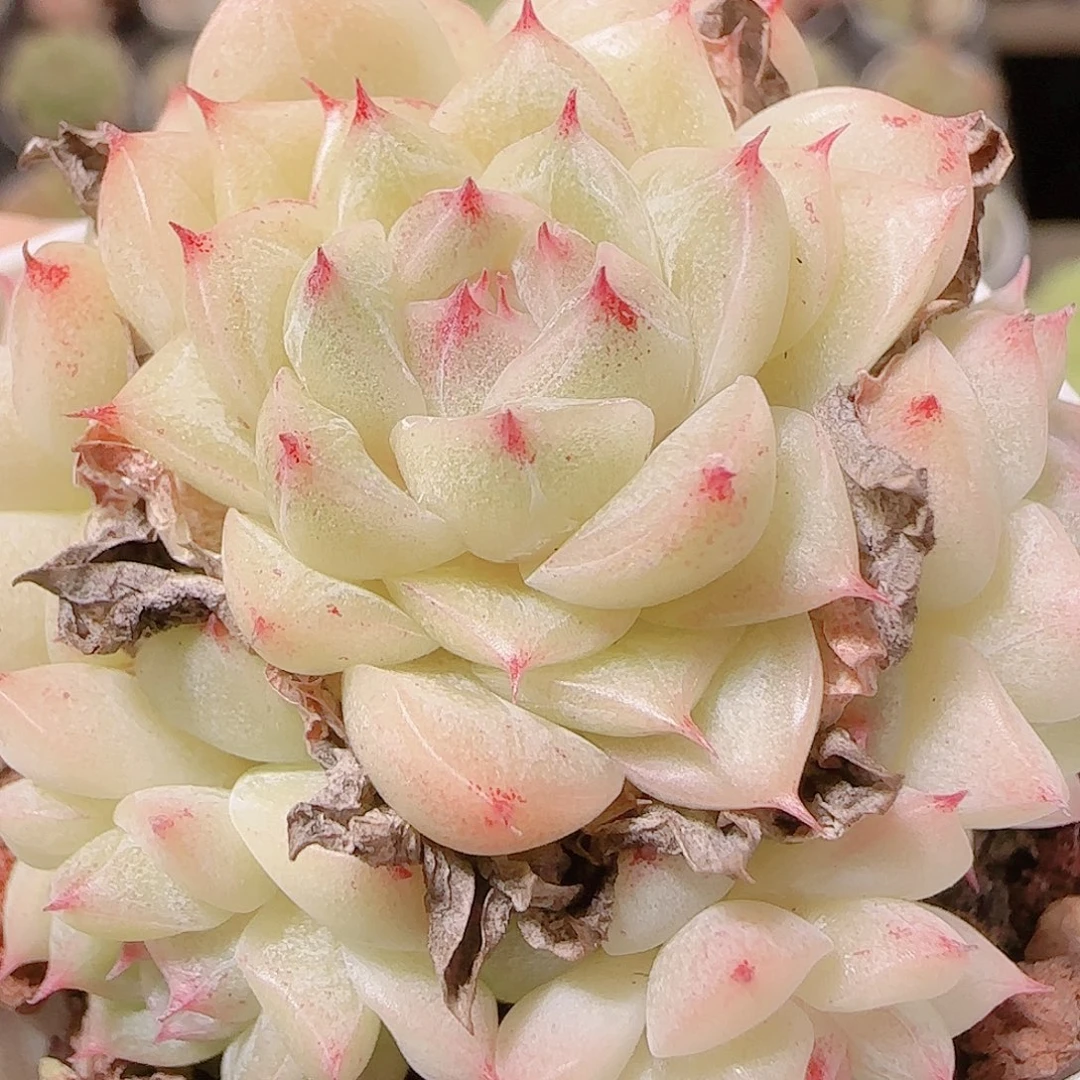 花语逸镜1122-155散