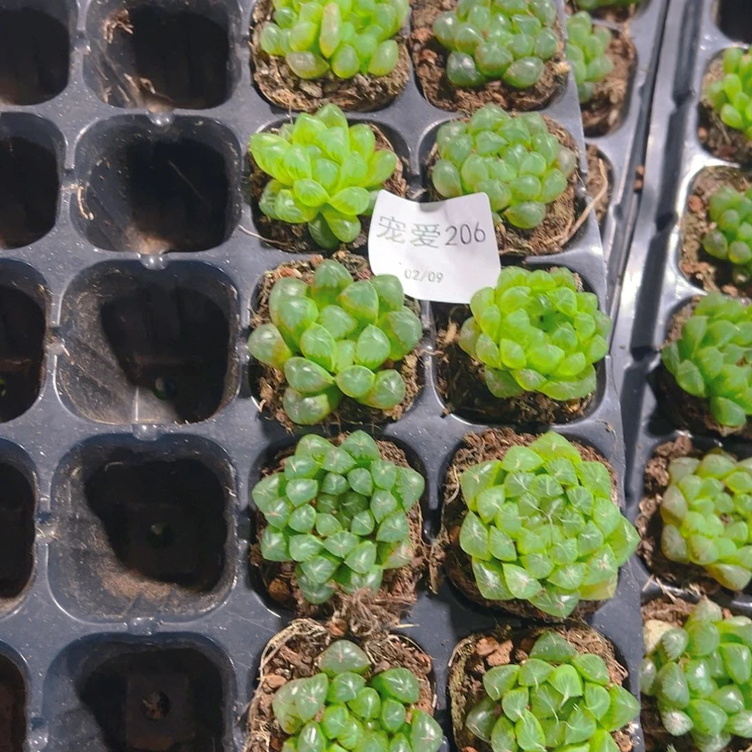 直播福利一物一拍206