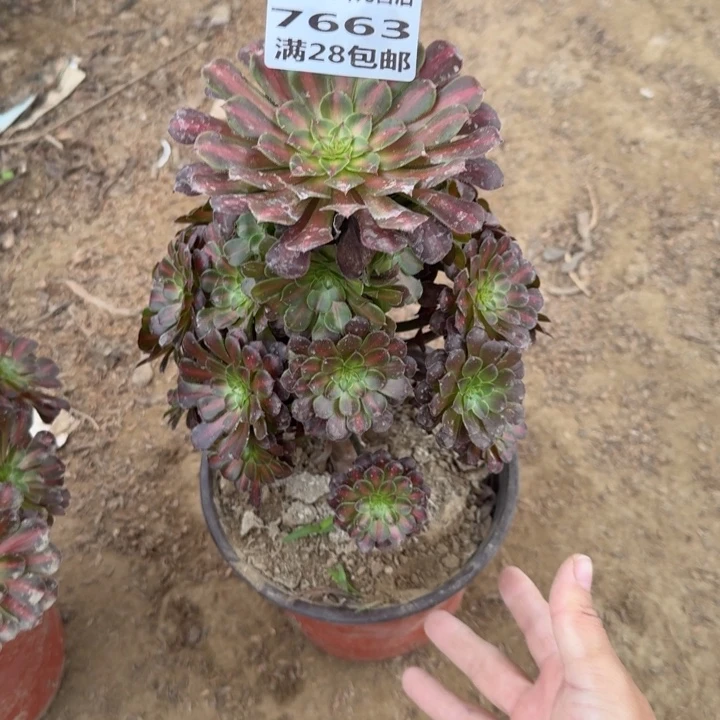 7663二号棚铜壶中餐A