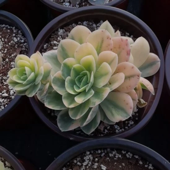 星娜塔白覆轮锦群