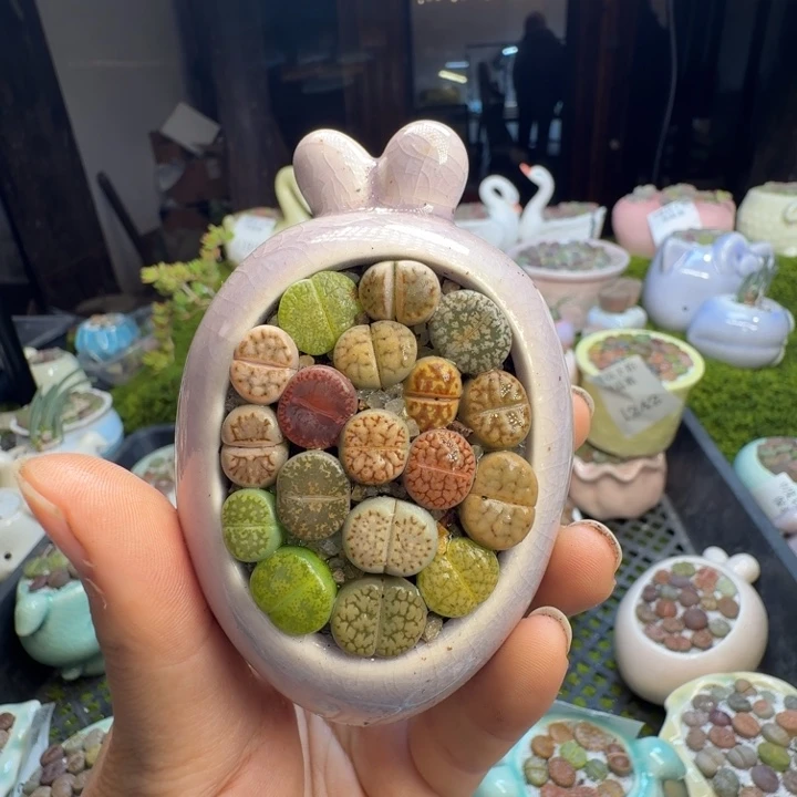 多肉葡萄的味道真的1243