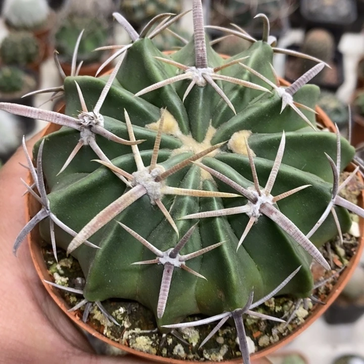 实生剑刺凌波特价