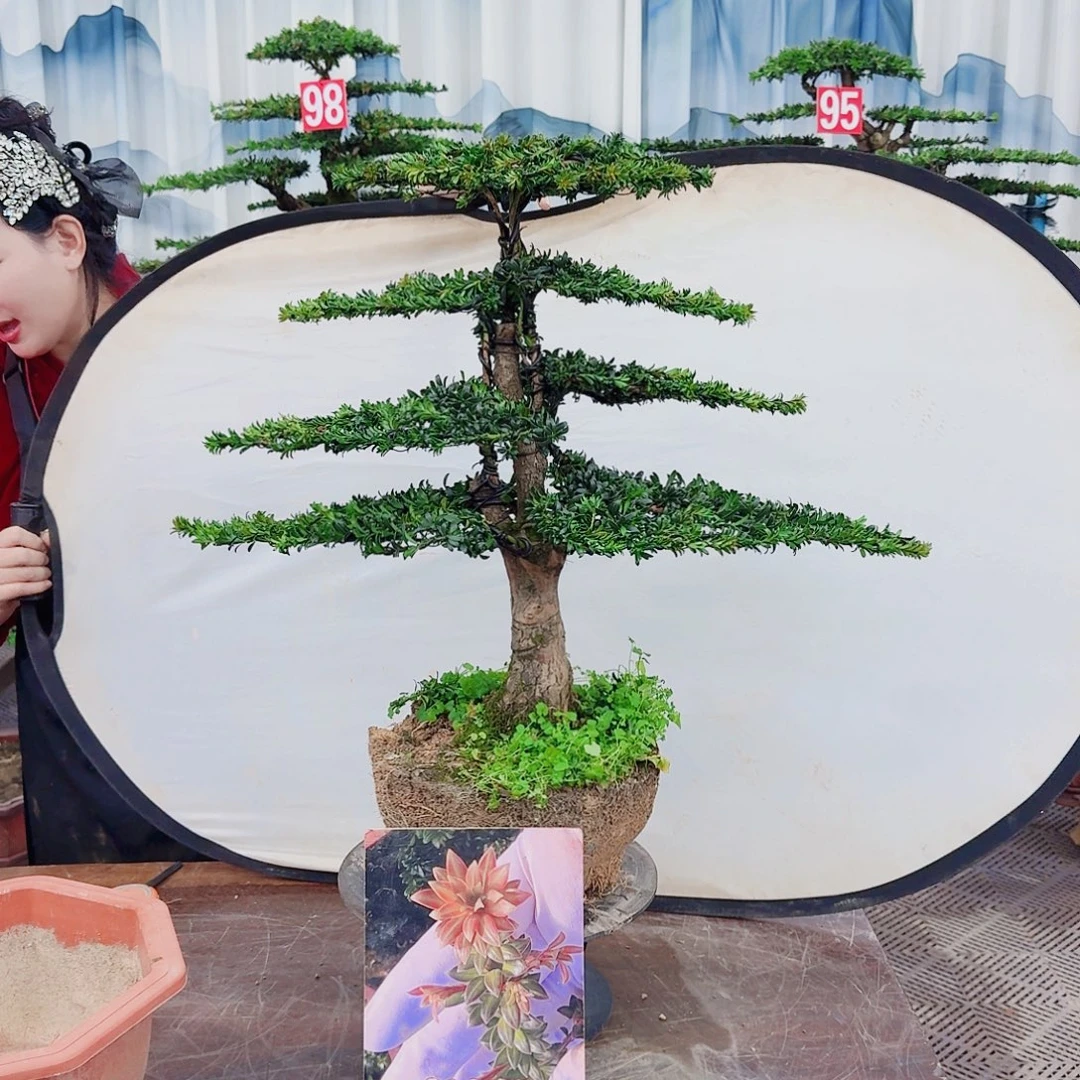 无花朵罗汉松一物一拍888