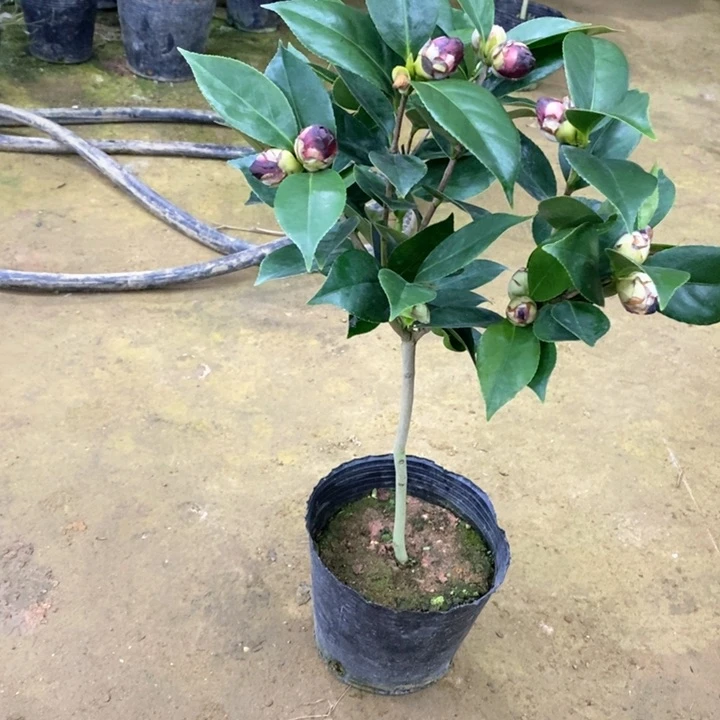 墨川 茶花。一物一拍