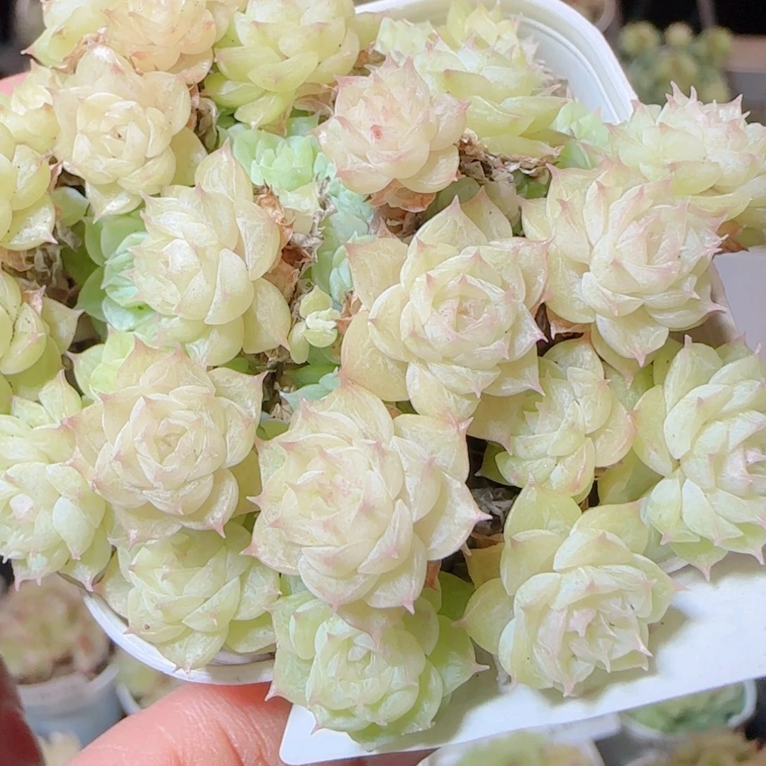 花语逸镜1113-358散