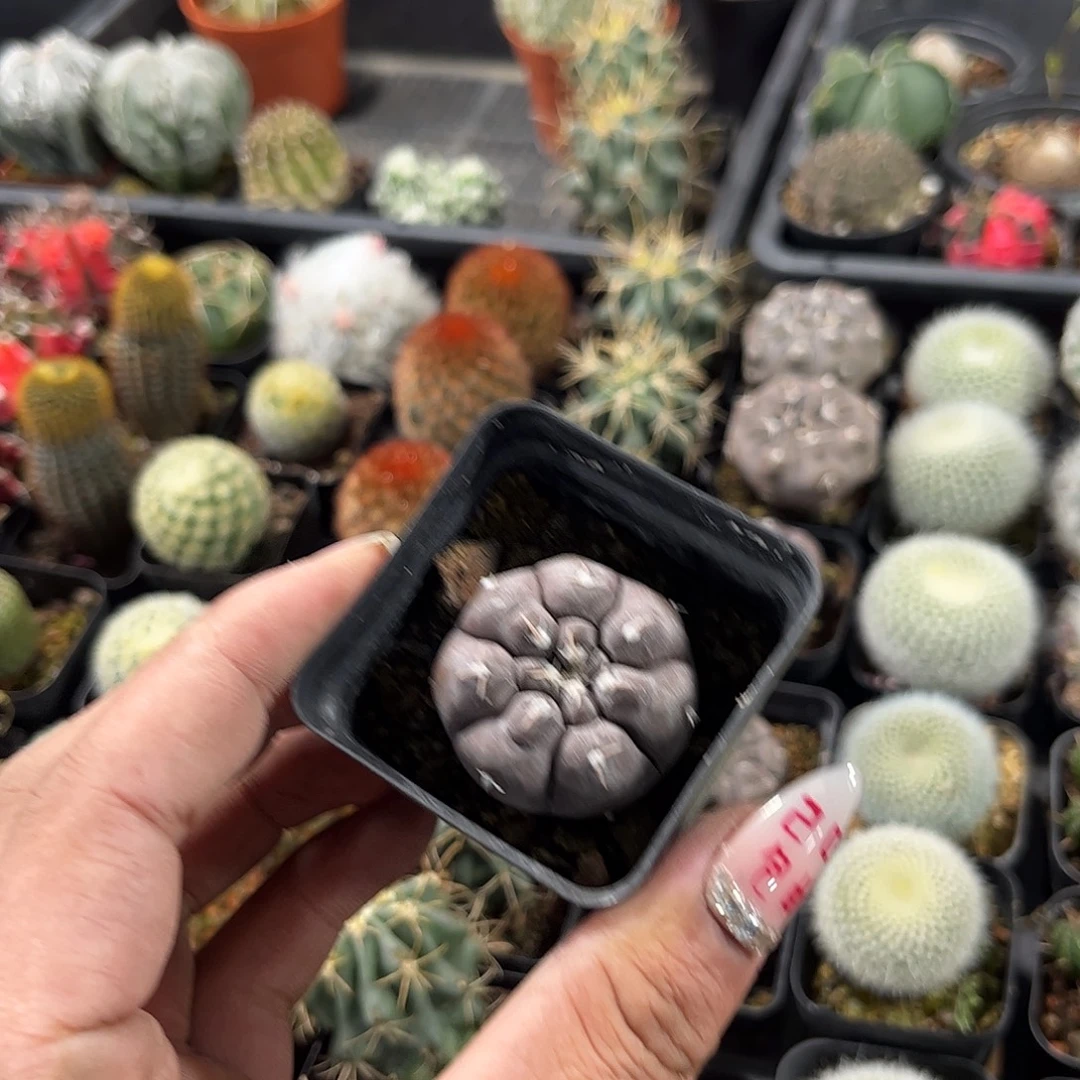 铅皮兜单头发货单头