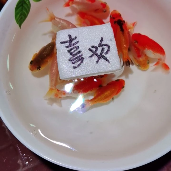 金鱼喜欢商品鱼10十5