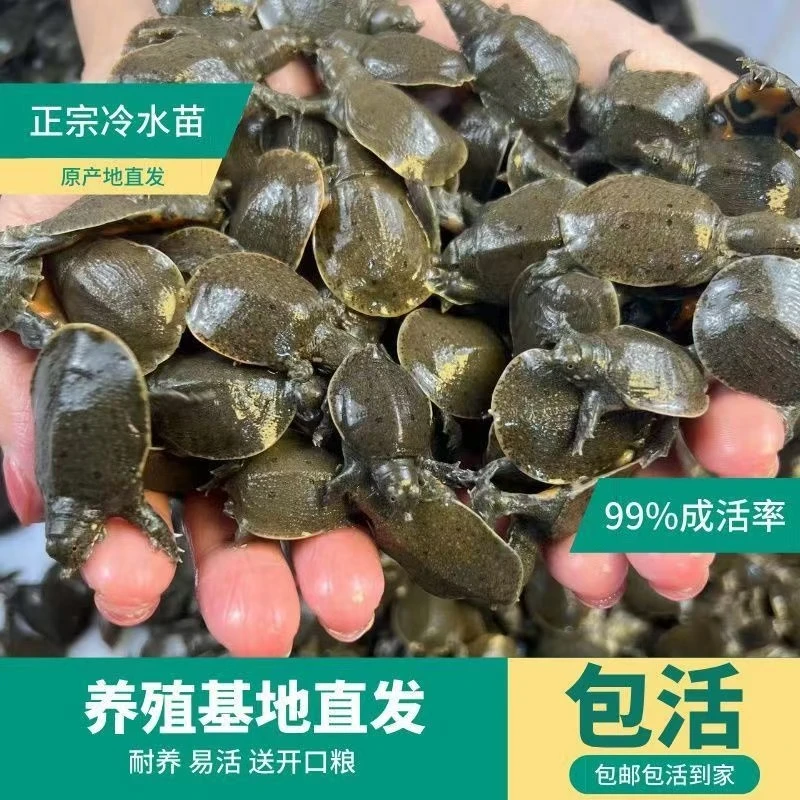 外塘小甲鱼苗5-15克王八中华鳖水鱼团鱼当宠物可养幼小可爱活物