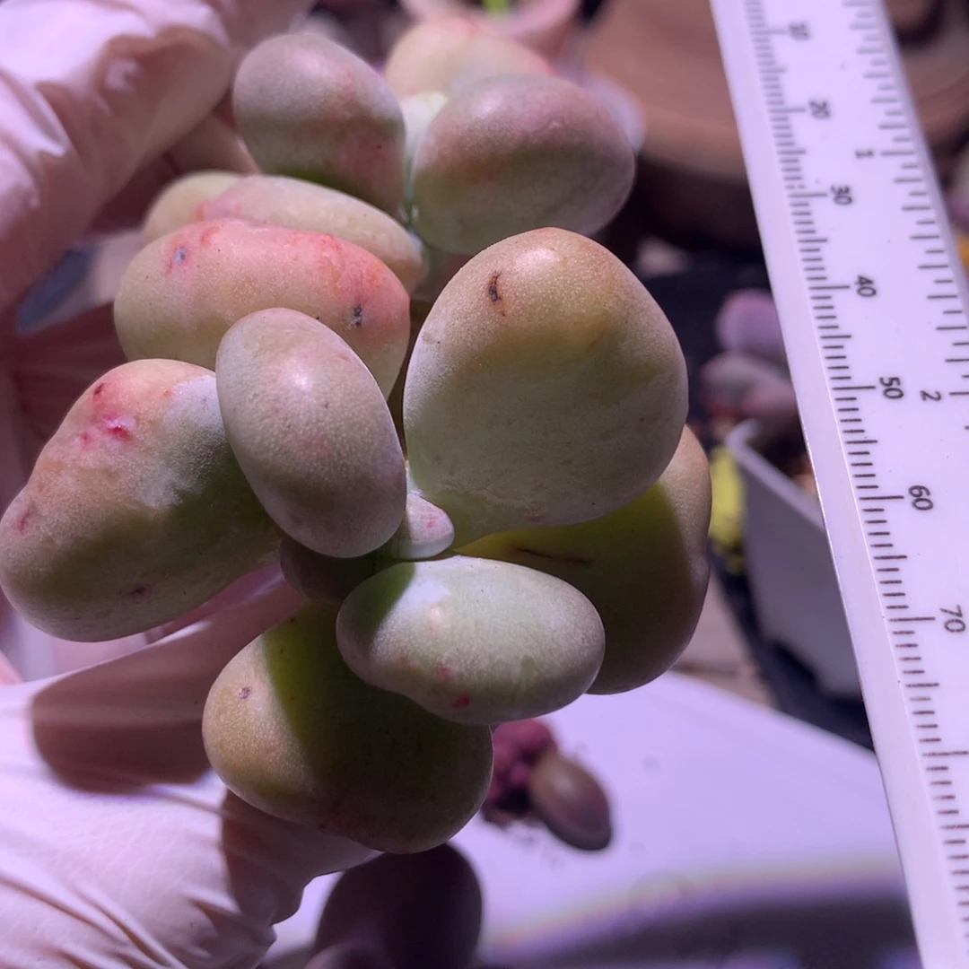 油煎奶酪多肉 黄油油煎