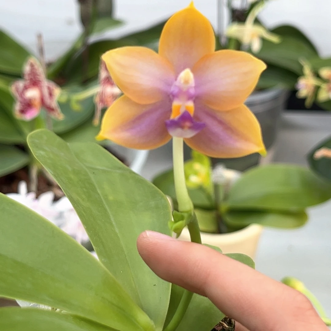 晋***月完全开放2.5寸years16开花株