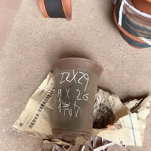 紫砂花盆蓝花盆一个微