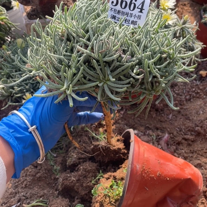 664号天赐多肉植物