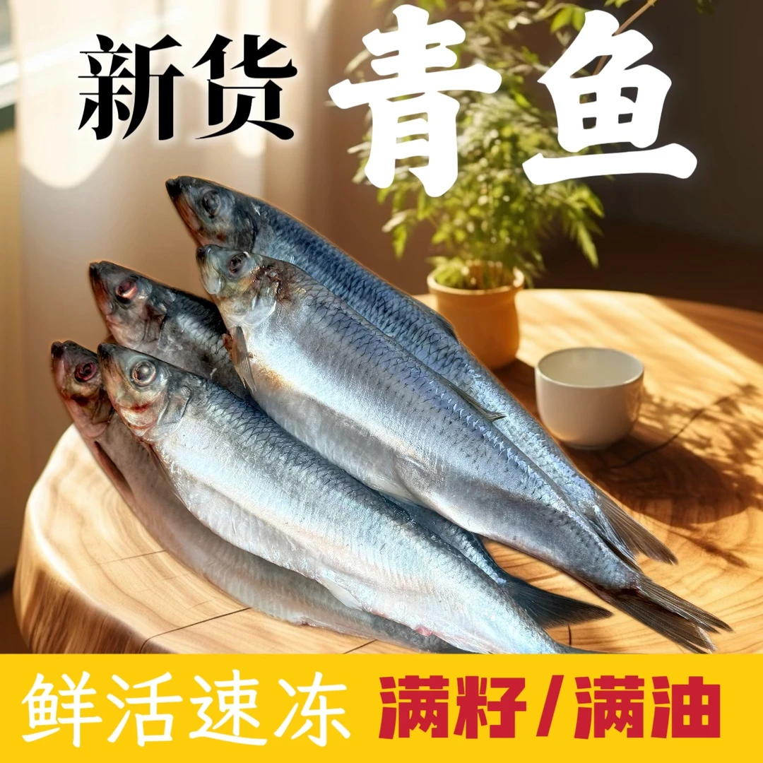 延边发货青鱼野生青鱼东北沙丁鱼延边冷冻新鲜鱼批发价