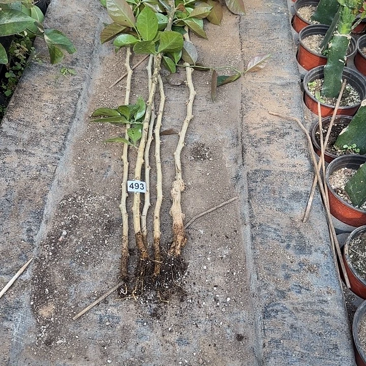 ༺***༻493嫁接蟹爪兰：叶仙杆4颗