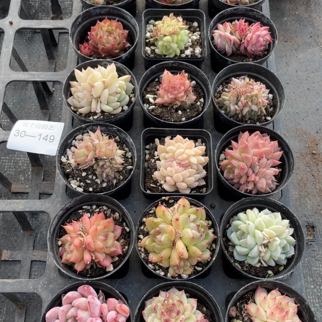 一物一拍18颗30-149