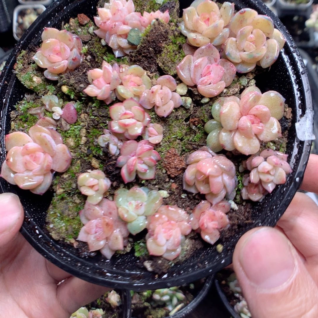 无花朵x40英语英语英语英语英语英语