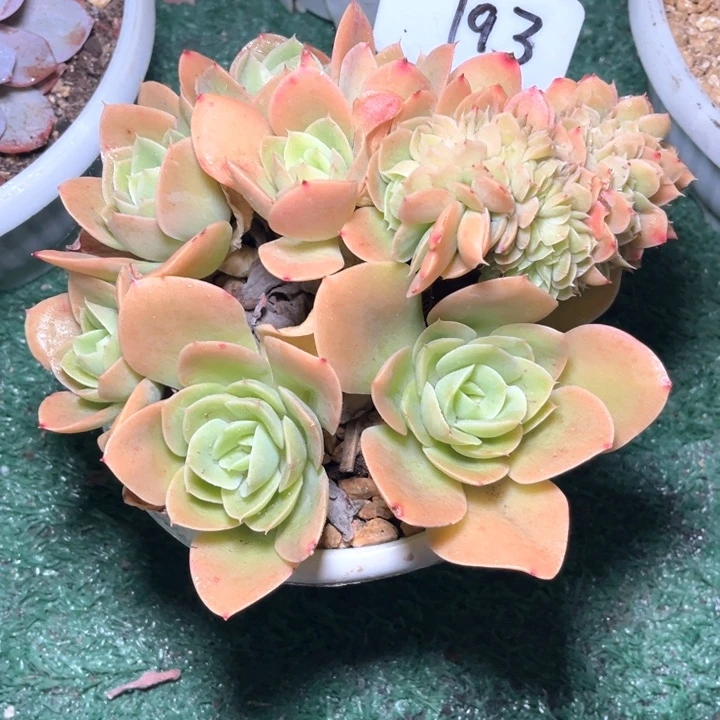 呈堋培193号码牌子的